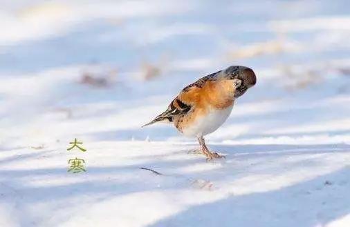 关于大寒节气的“冷”知识,你都知道吗?