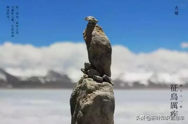 大寒过后,喝茶养生,天寒人不寒