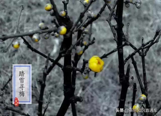 大寒过后,喝茶养生,天寒人不寒