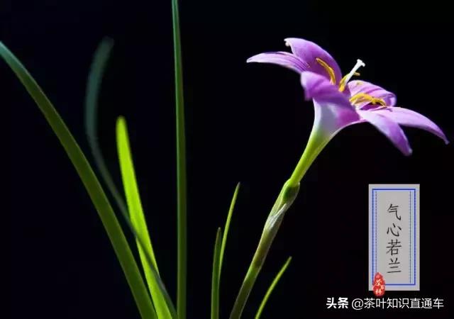 大寒过后,喝茶养生,天寒人不寒