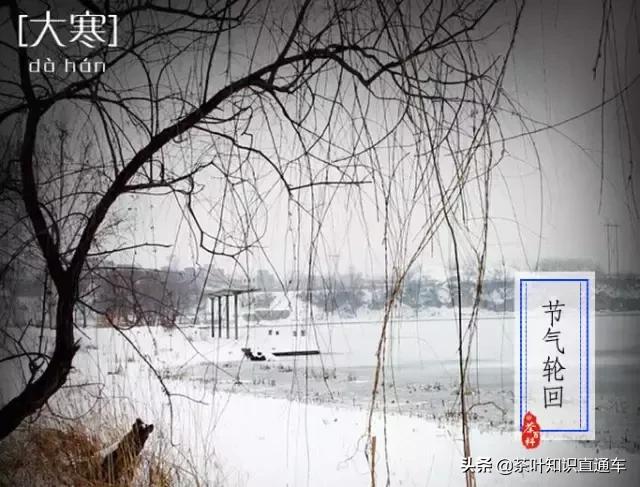 大寒过后,喝茶养生,天寒人不寒