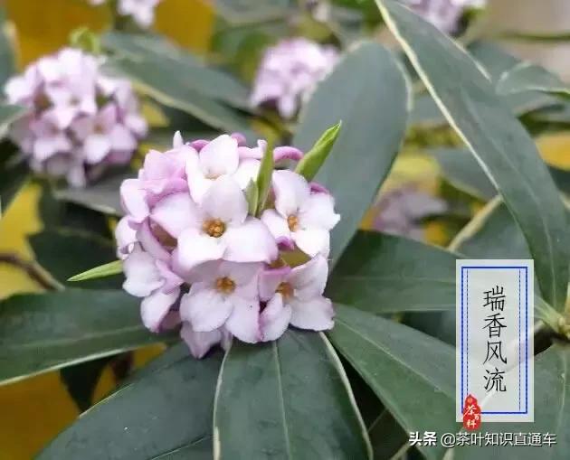 大寒过后,喝茶养生,天寒人不寒