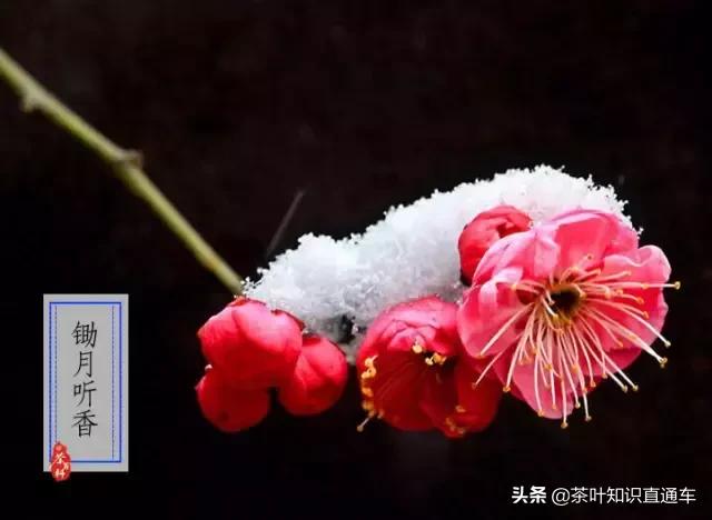 大寒过后,喝茶养生,天寒人不寒