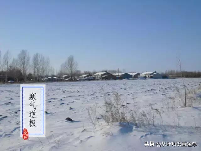 大寒过后,喝茶养生,天寒人不寒