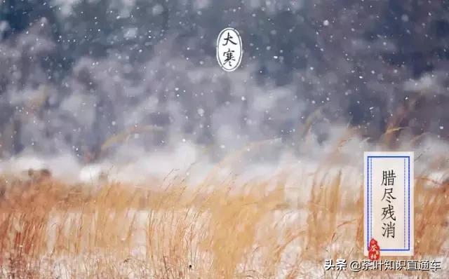大寒过后,喝茶养生,天寒人不寒