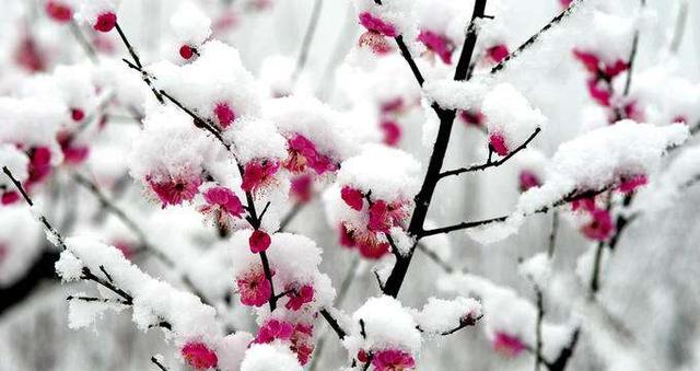 寒假中的"大寒"节气,带上娃来了解节气,品鉴古诗,讲述习俗