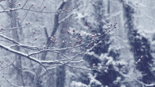 大风+大雨+大雾+暴雪,春节天气预报出炉,合肥连下三天!还有这些