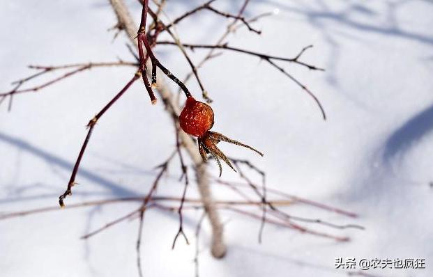 今年过年是“几九”?春节期间天气如何?听听老农三句老农谚咋说