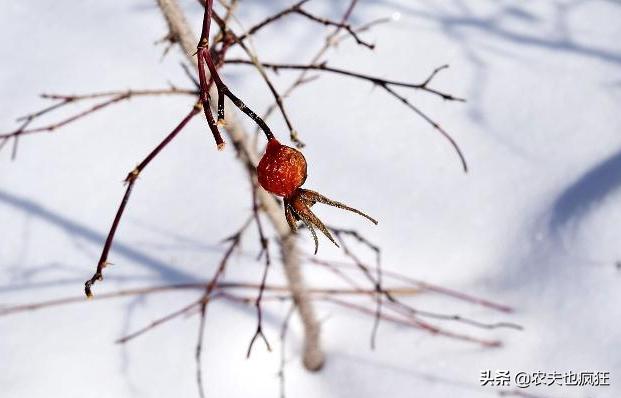 今年过年是“几九”？春节期间天气如何？听听老农三句老农谚咋说