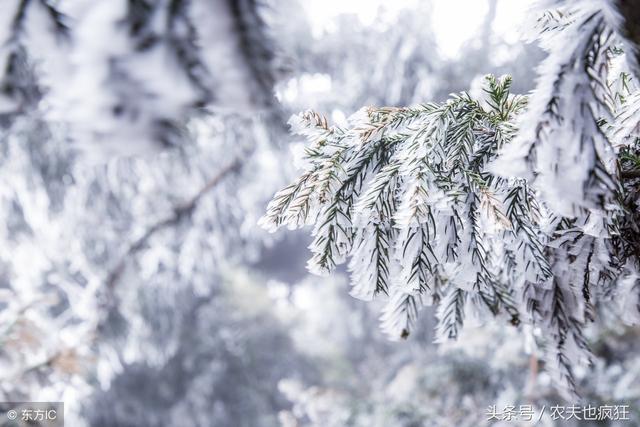 2019年春节期间天气如何,雨雪多不多?农民早了解早准备!