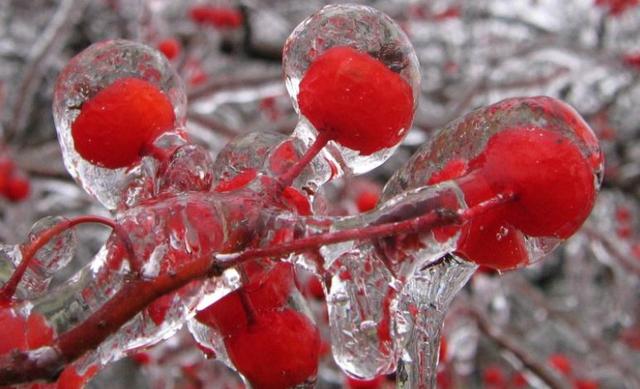 【气象科普知识】这就是传说中的冻雨!为你揭开冻雨的神秘面纱!