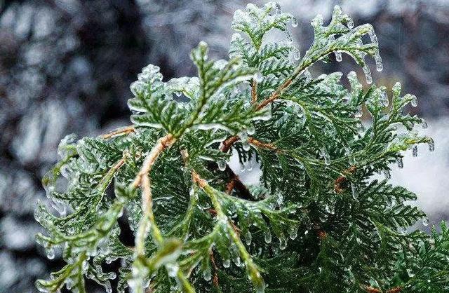气象科普|滴水成冰,你了解冻雨吗?