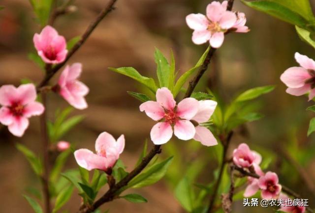 今日迎立春,立春当天是晴天好还是雨天好?五句老农谚告诉你答案