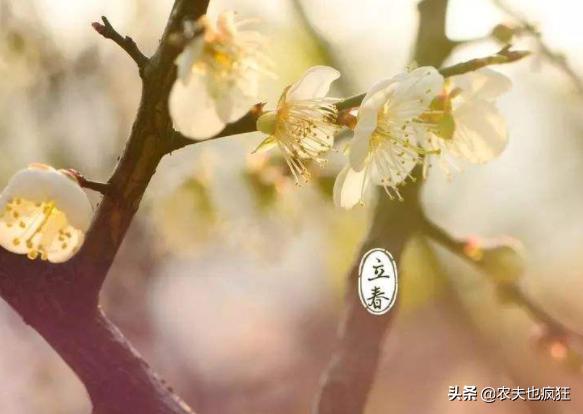 今日迎立春,立春当天是晴天好还是雨天好?五句老农谚告诉你答案