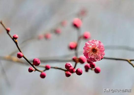 今日迎立春,立春当天是晴天好还是雨天好?五句老农谚告诉你答案