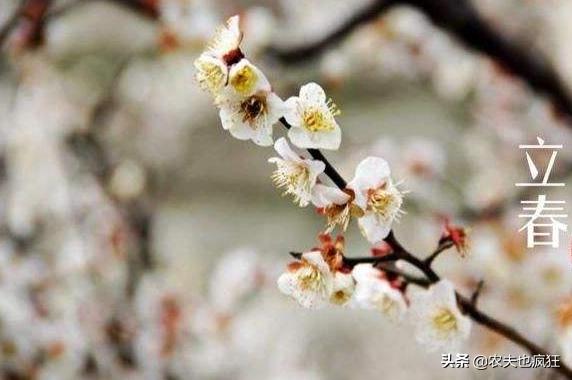 今日迎立春,立春当天是晴天好还是雨天好?五句老农谚告诉你答案
