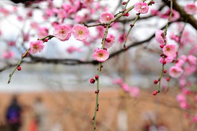 今日立春,本周天气复杂了,雨、雪的消息都有