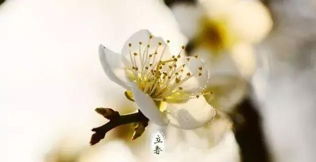 今日立春,今年是双春年,立春后天气还会冷吗?看完心里有数了