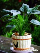 小花建议大家种植以下2个