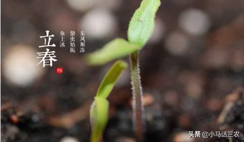 明天是立春节气，立春节气是晴天好还是雨天好？听听老农怎么说