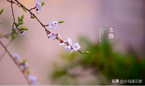 明天是立春节气，立春节气是晴天好还是雨天好？听听老农怎么说