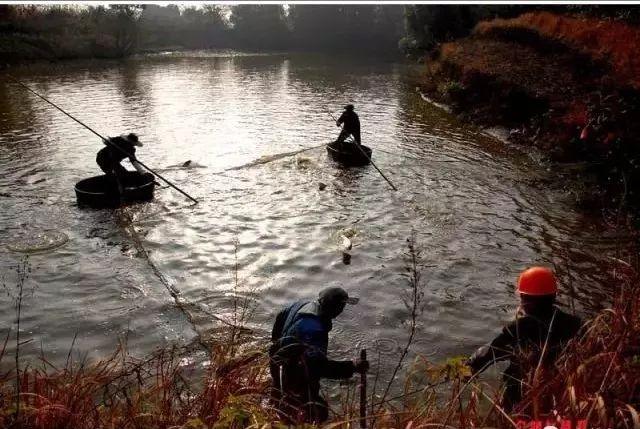 水产养殖在日常管理中养殖户最容易忽视的浮头和泛池的六个原因