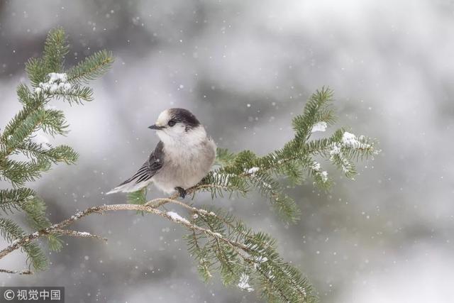 二十四节气科普知识手册之小雪