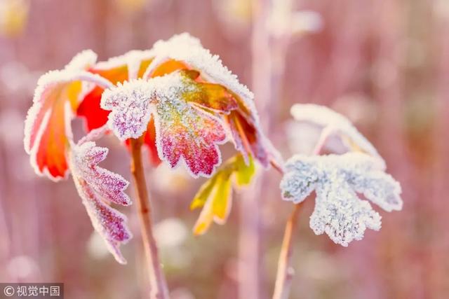 二十四节气科普知识手册之小雪