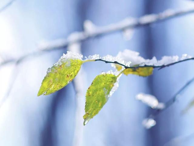 二十四节气科普知识手册之小雪