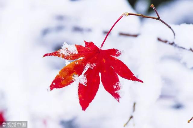 二十四节气科普知识手册之小雪