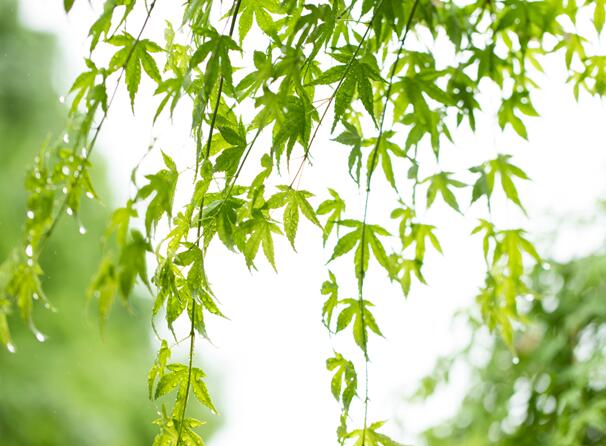 有关雨水节气的诗 描写雨水节气的古诗词集锦