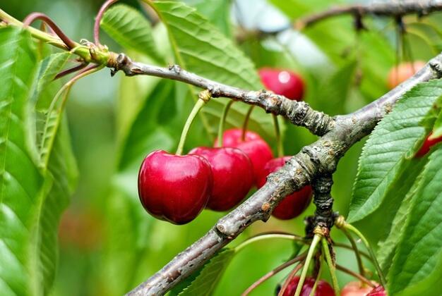 冬天可以种樱桃吗 冬季种植樱桃的方法与技巧