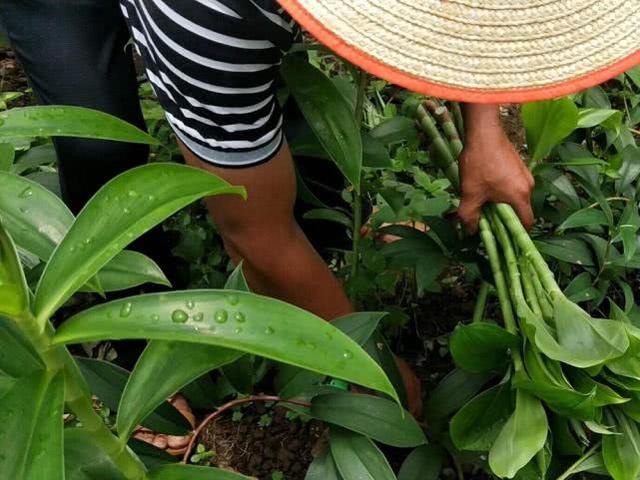 遇雷雨天气就疯长,茎是极品野菜,泡成酸菜20元一斤,见到别错过