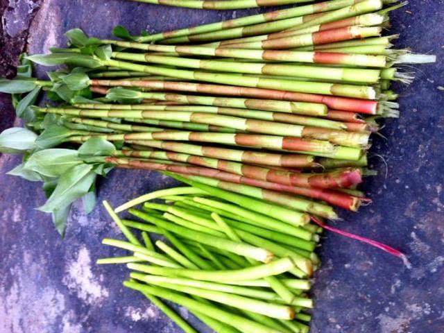 遇雷雨天气就疯长，茎是极品野菜，泡成酸菜20元一斤，见到别错过