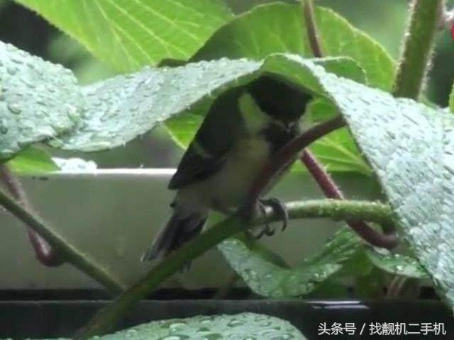 遇上雷雨天气时,刚出生的小鸟怎么躲雨?