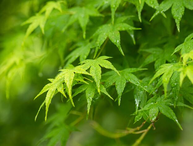 雨水节气的风俗活动 雨水节气人们都干什么