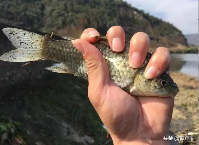 春季钓鱼晴天好还是雨天好？出钓时机选对了，鱼才会频繁咬钩