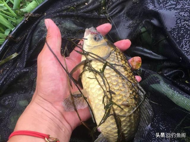 春季钓鱼晴天好还是雨天好？出钓时机选对了，鱼才会频繁咬钩