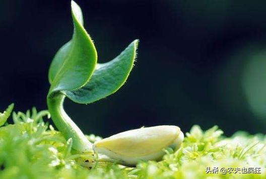 立春到了，俗语“立春下雨是反春”是啥意思？立春下雨有啥说法？