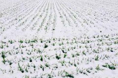 老农：小雪如若见晴天，