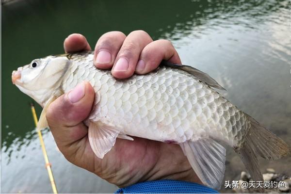 冬季钓鱼先看“天”,晴天未必好钓,最好钓的天气大多没想到
