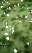 天长遭遇冰雹灾害 雹粒大