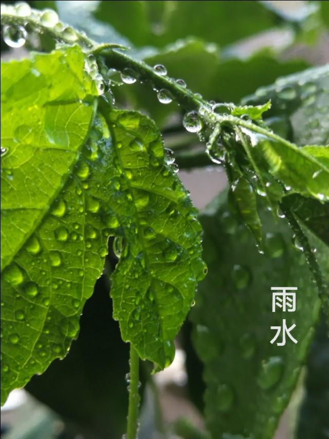 诗词写生丨雨水节气知多少