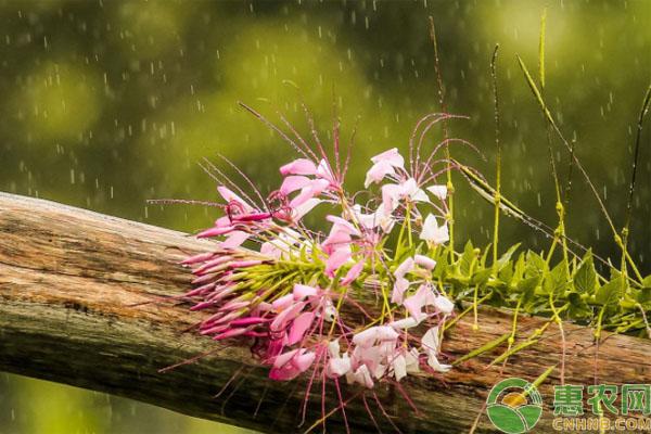 雨水节气下雨好不好?关于雨水节气的农谚有哪些?