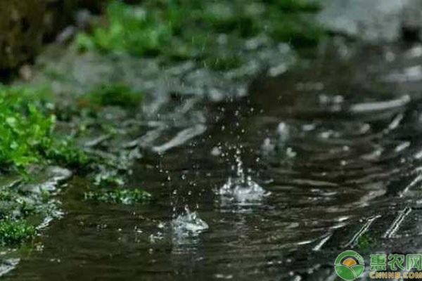 雨水节气下雨好不好?关于雨水节气的农谚有哪些?