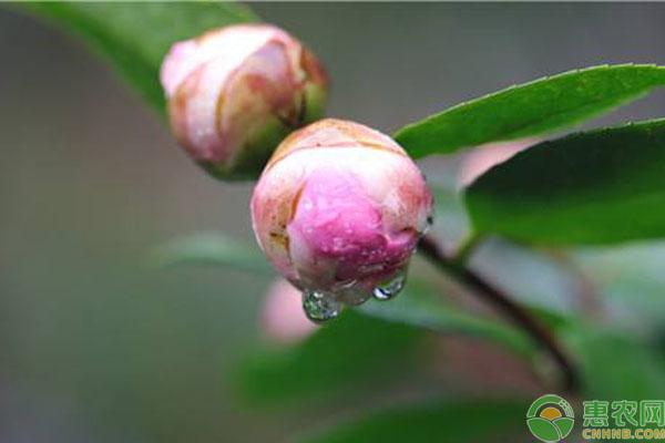 雨水节气下雨好不好?关于雨水节气的农谚有哪些?