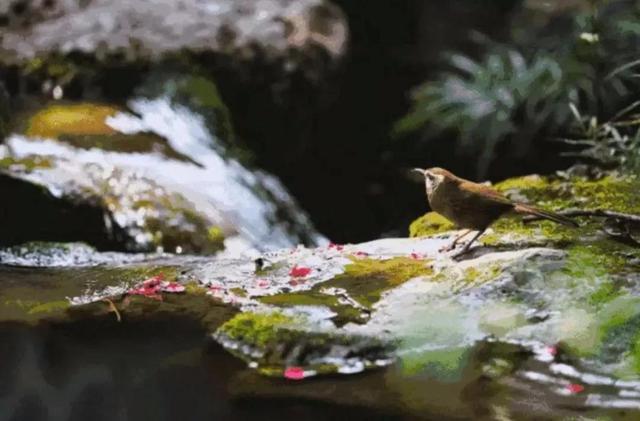 今日雨水,这些知识你了解吗