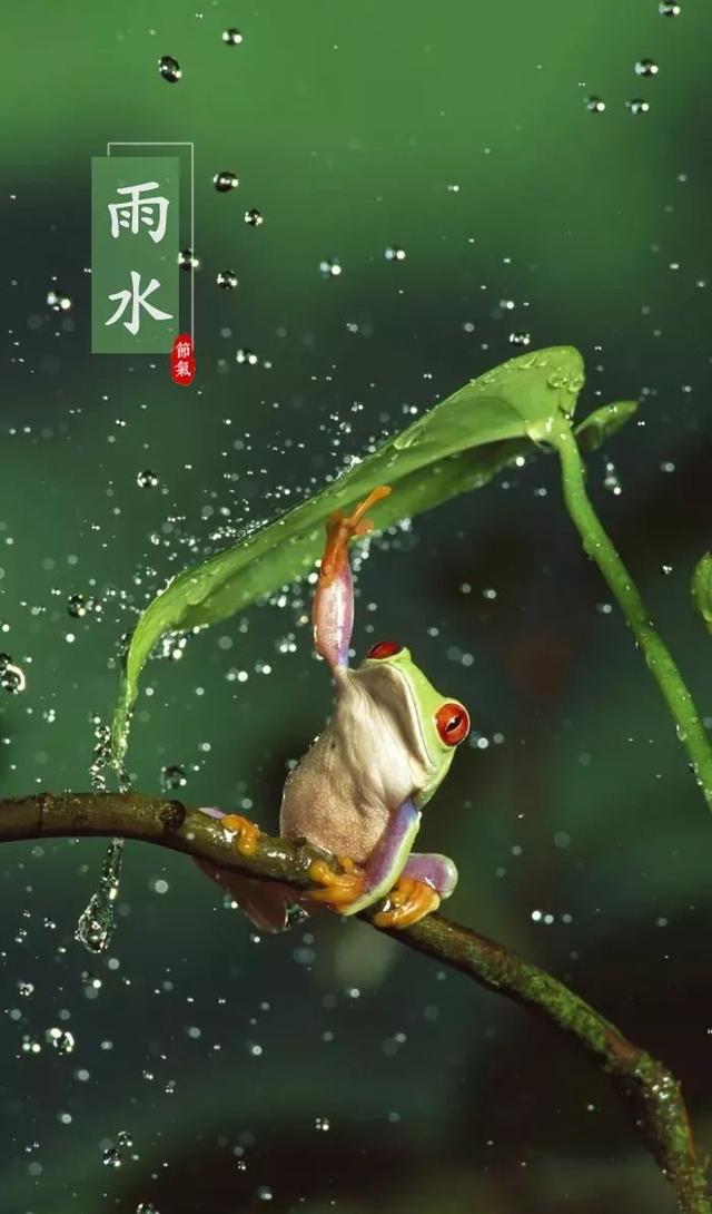 知节气|今日雨水
