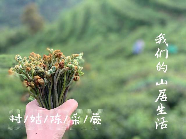 雨水节气时节,天气乍暖还寒,怎么喝白茶才适合呢?