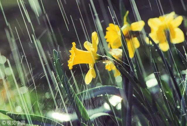 二十四节气科普知识手册之雨水